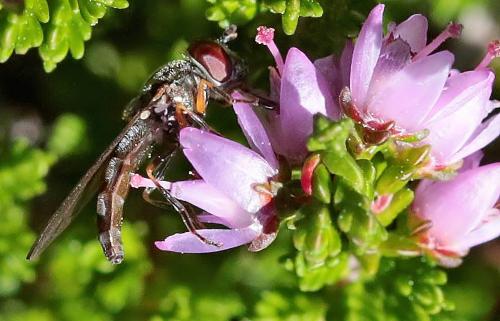Réf. 265 827 : Platycheirus albimanus